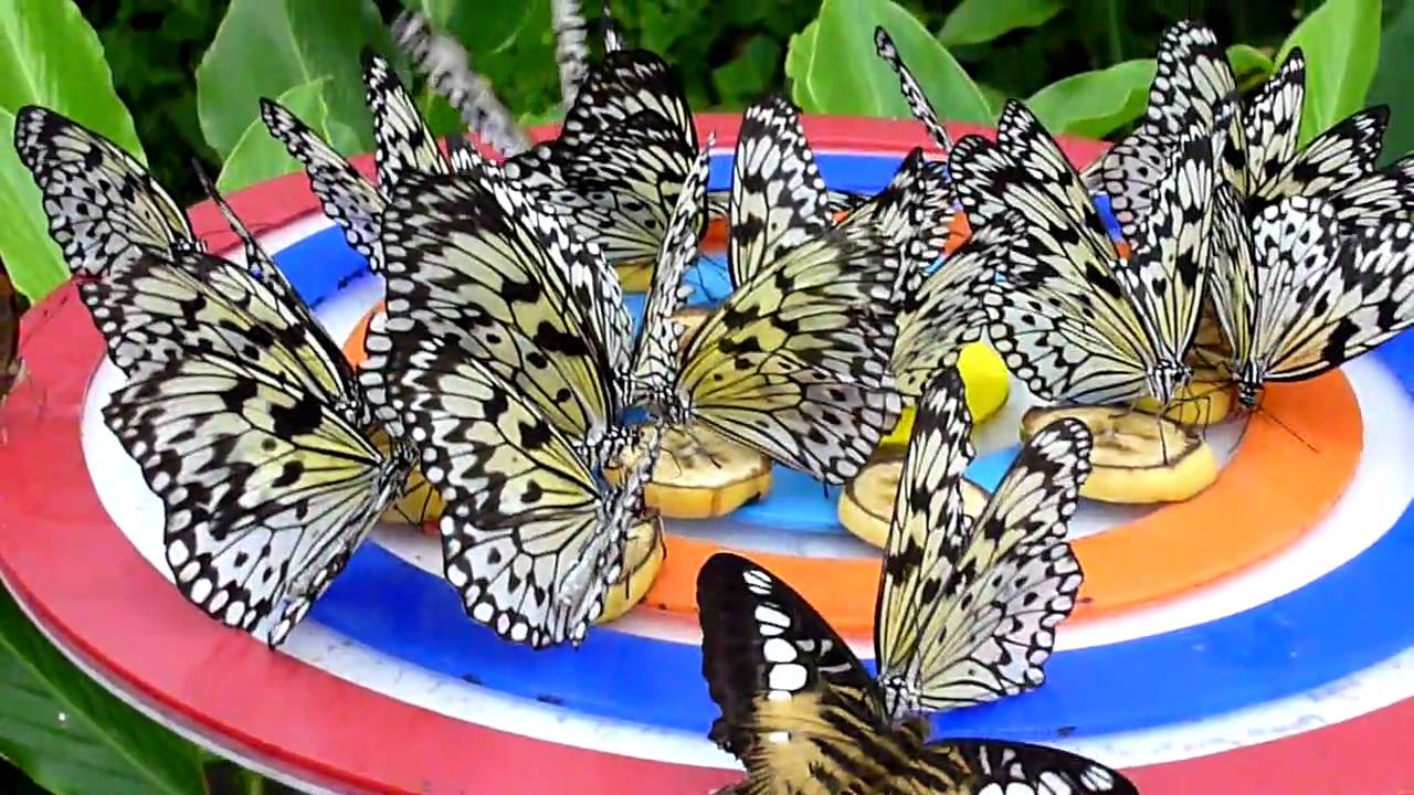 Зоопарк бабочек